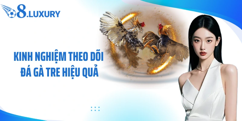 Kinh nghiệm theo dõi đá gà tre hiệu quả