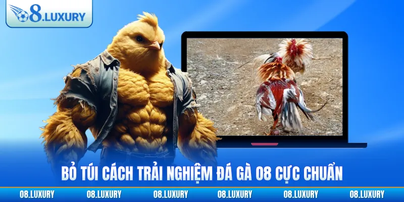Bỏ túi cách trải nghiệm đá gà O8 cực chuẩn